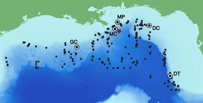 Assessing Seasonality and Density From Passive Acoustic Monitoring of Signals Presumed to be From Pygmy and Dwarf Sperm Whales in the Gulf of Mexico